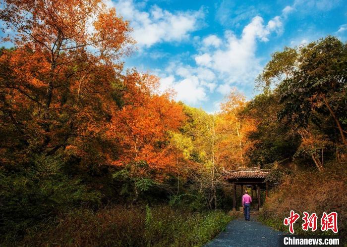 空中欣赏“新枫景” 广东新丰开启枫叶季